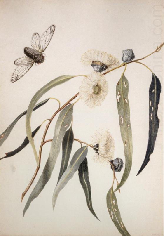 Study for gum flowers and Love, Louisa Anne Meredith
